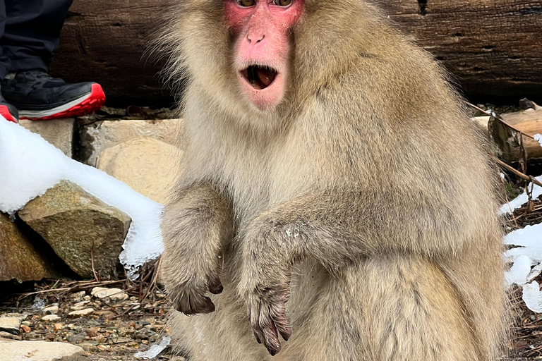 Depuis Tokyo : Excursion d&#039;une journée au parc des singes des neiges de Nagano et au temple Zenkoji
