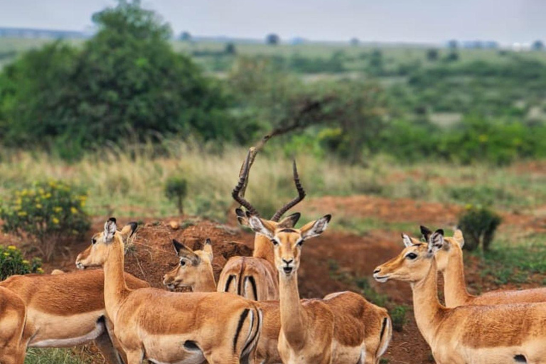 Nairobi National Park Evening Game Drive & sundowner Nairobi National Park Evening Game Drive & sundowner - VAN