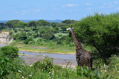 Tarangire-Nationalpark &amp; Eyasi-See (Datoga- &amp; Hadzabe-Dörfer)Premium Lodge im Tarangire-Nationalpark