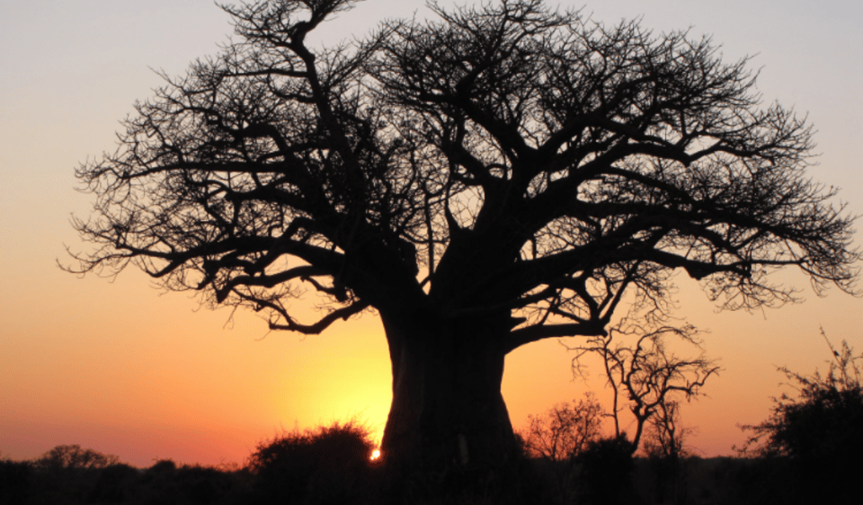 Meerkats & Stargazing 4 Nights 5 Days at Makgadikgadi Pans | GetYourGuide