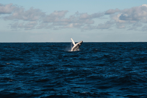 Whale Watching in La Paz – Gray Whale Encounter