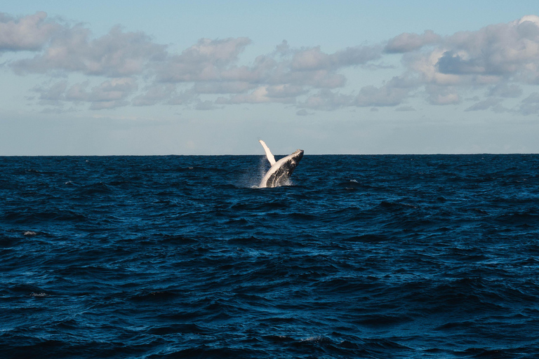 Whale Watching in La Paz – Gray Whale Encounter