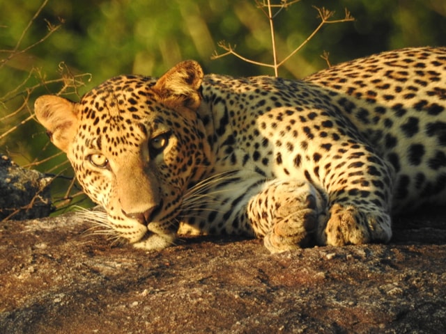 Yala National Park: Special Leopard & Elephants safari tours