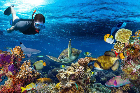 Da Nang/Hoi An: Cham Island Snorkeling and Scuba Diving