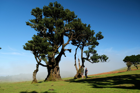 Tropical Tide, Porto Moniz & Fanal Forest 4WD Jeep Tour