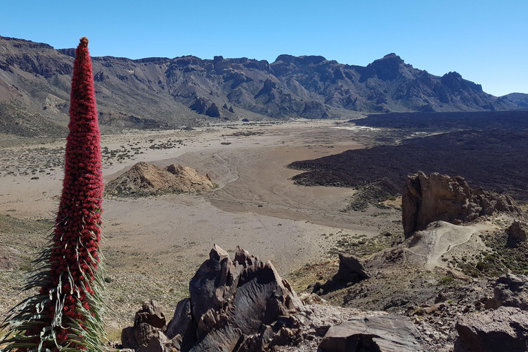 Tenerife: Island Tour with Teide Volcano and Lunch