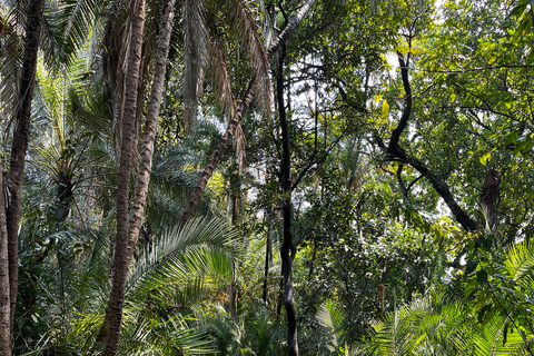 Victoria Falls Guided Walking Tour & Vulture Experience