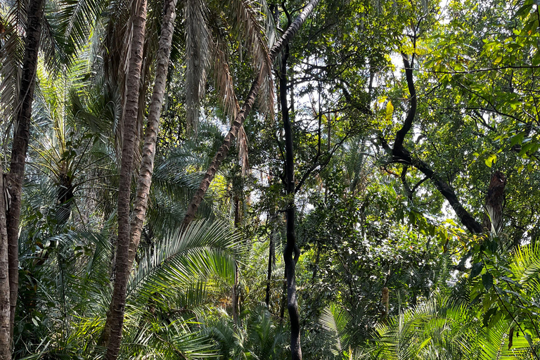 Victoria Falls Guided Walking Tour & Vulture Experience