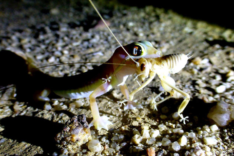Namib Desert Night Walk