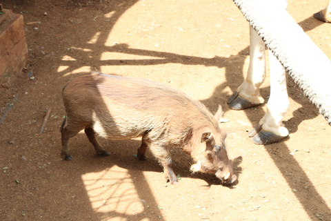 7 giorni di safari urbano e nella savana in Kenya