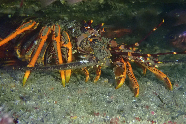 Visite guidée de l&#039;île de Goat Island en plongée avec tuba pour les plongeurs expérimentésVisite guidée de Goat Island en plongée libre pour les plongeurs avancés