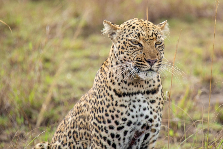 4-dniowe safari w Parku Narodowym Serengeti w Tanzanii