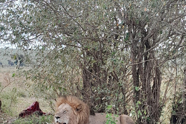 Nairobi: National Park Half-Day Group Tour with Pickup