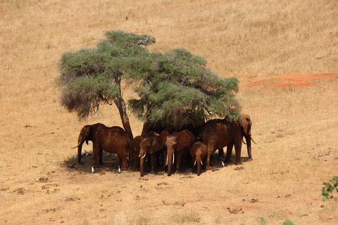 Tsavo East & Salt Lick Safari Lodge 3-Day Tour from Mombasa