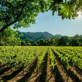 Itria-Tal: Wein und Olivenöl Tour und Verkostung