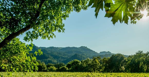 Itria-Tal: Wein und Olivenöl Tour und Verkostung