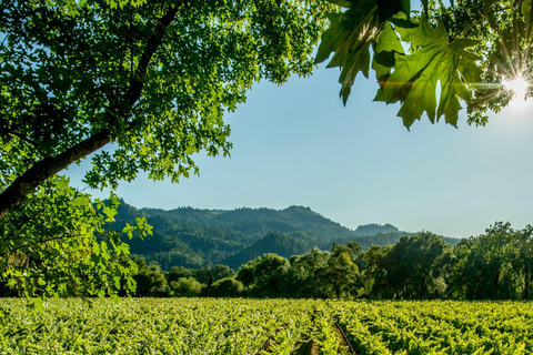 Itria valley: Wine and Olive Oil Tour and Tasting