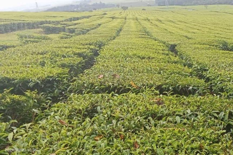 Desde Nairobi: Visita y almuerzo en la Granja de Té Kiambethu