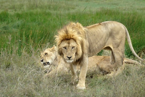 Tanzania: Escapada de luna de miel de 10 días al Serengeti y Zanzíbar