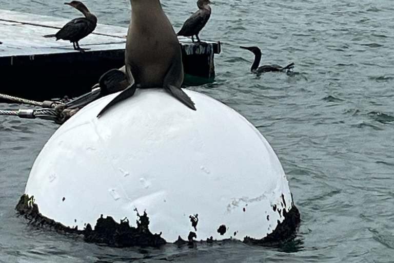 San Diego: Tour en barco con león marino y capitán