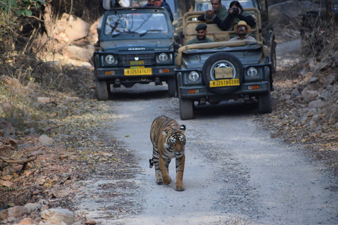 8 Tage Goldenes Dreieck Indien mit Wild Life Tour ab DelhiTour mit Auto & Fahrer mit Guide