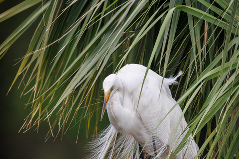 Tour privati con i delfini nell&#039;incredibile palude di Savannah