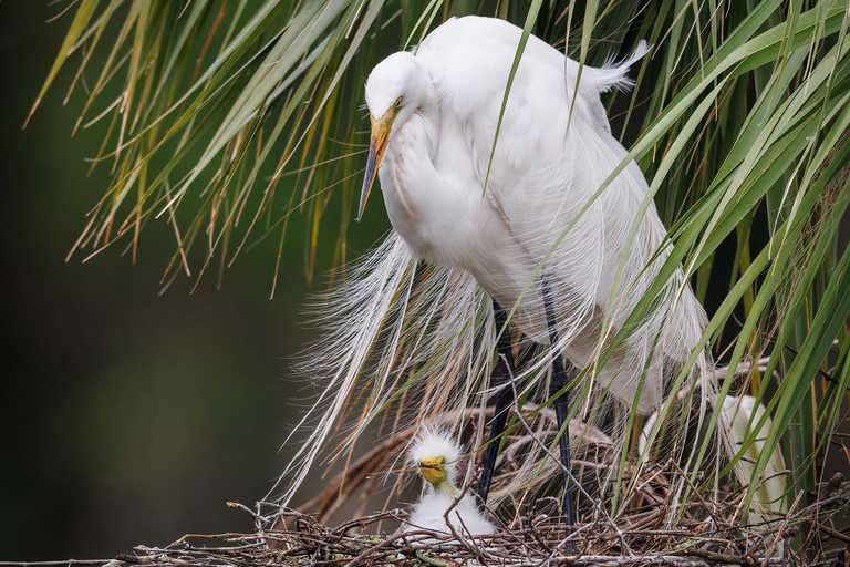 Prywatne wycieczki z delfinami po niesamowitym Savannah Marsh