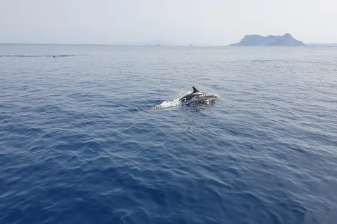 Sotogrande: Dolphin watching experience with expert crew