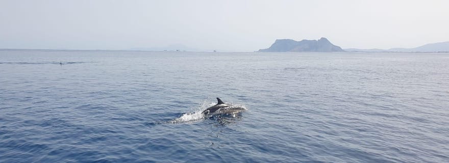 Sotogrande : Observation des dauphins avec un équipage d'experts