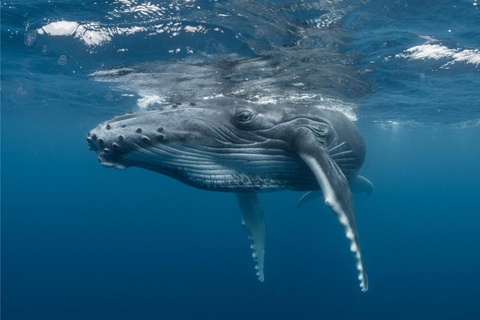 From Tromsø: Skjervoy Whale Watching RIB Boat Tour