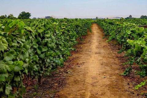 Depuis Ica : Visite de vignobles - Sur la route du Pisco