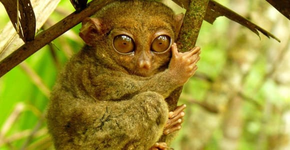 Bohol: Countryside Tour with River Cruise & Buffet Lunch