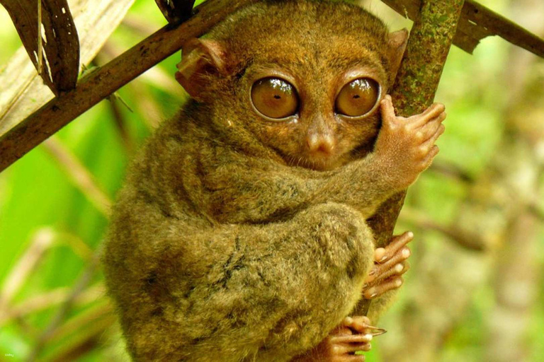 From Cebu: Bohol Day Tour with River Cruise and Lunch