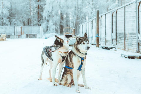 Rovaniemi : Balade en traîneau à huskies au début de l&#039;hiver