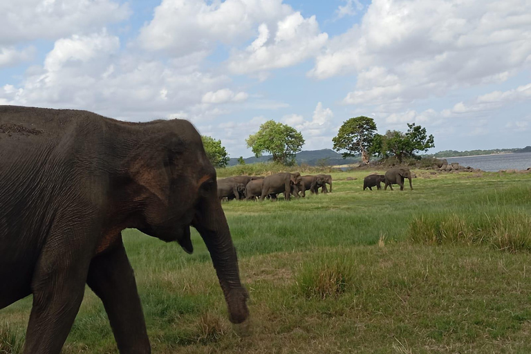 Minneriya: Morning Jeep Safari with Hotel Pickup and Drop-of