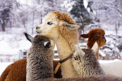 Alpaca World &amp; Rail Bike &amp; Chuncheon Ice Valley WaterfallAbfahrt von Dongdaemun History &amp; Culture Park Staion Ausfahrt 11