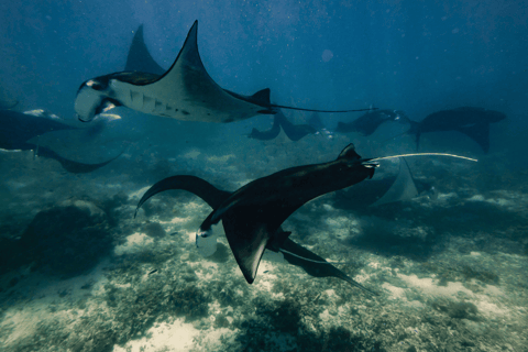 Ein-Tages-Tour nach Komodo mit dem Schnellboot