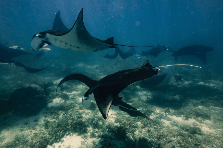 3 Dagen en 2 avonden Komodo Tour