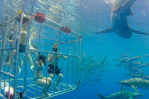Oahu: Shark Cage Dive on the North Shore