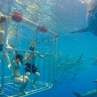 Oahu: immersione nella gabbia degli squali sulla North Shore
