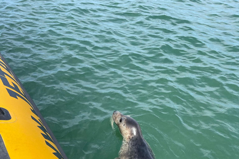 Lowestoft: Scroby Sands Seal Watching Trip Scroby Sands Seal Trip