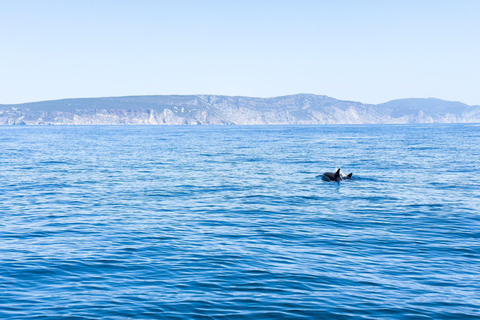 Zanzibar: Swim with Dolphins, Snorkel in Paradise!Two Persons