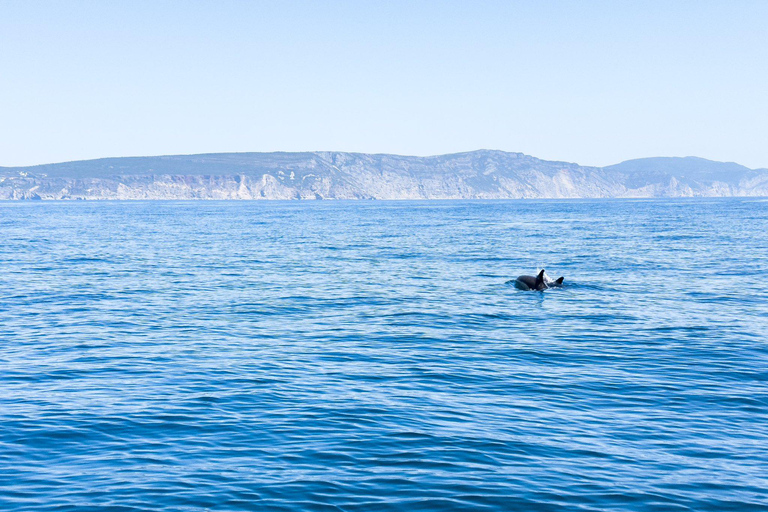 Zanzibar: Swim with Dolphins, Snorkel in Paradise!Two Persons