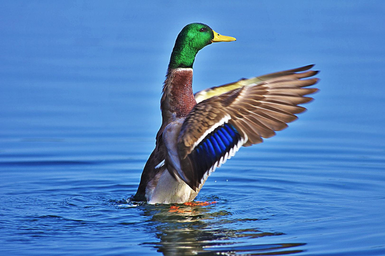 Lychen: Nature Experience Boat Cruise