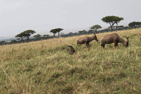 Viaggio di un giorno da Nairobi a Maasai Mara - AWNairobi: Escursione di un giorno nella Riserva Nazionale di Maasai Mara - Privato
