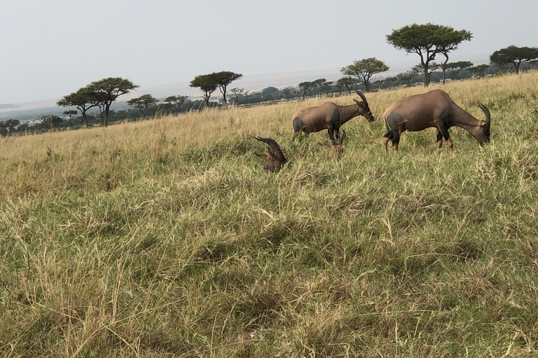 Viaggio di un giorno da Nairobi a Maasai Mara - AWNairobi: Escursione di un giorno nella Riserva Nazionale di Maasai Mara - Privato