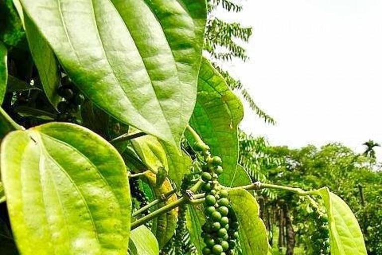 Zanzibar: plaża Nakupenda, wyspa więzienna i farma przypraw.Zanzibar: plaża Nakupenda, wyspa więzienna i farma przypraw