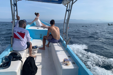 Puerto Escondido: Bootstour zu Delfinen und MeerestierenPrivate Tour