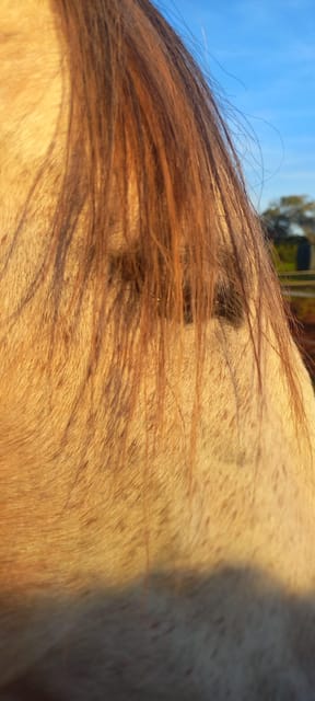 Lagos, una passeggiata con un cavallo salvato al santuario - Housity