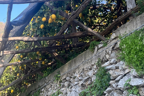 Z Positano: Wycieczka cytrynowa z degustacją i transferem